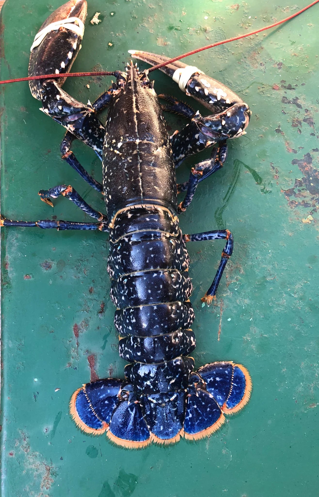 Homard Bleu vivant du Cotentin (500g à 1,1kg)