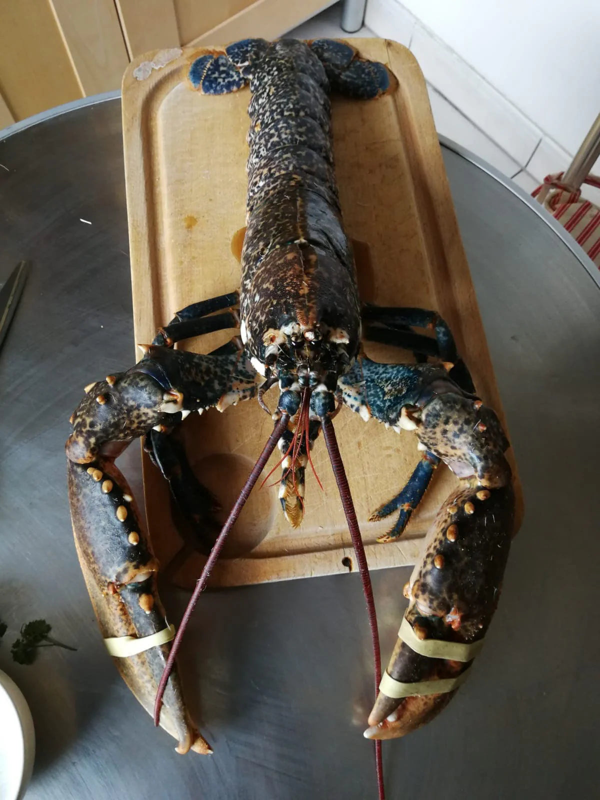 Homard Bleu vivant du Cotentin (500g à 1,1kg)