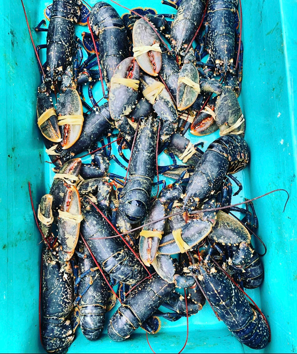 Homard Bleu vivant du Cotentin (500g à 1,1kg)
