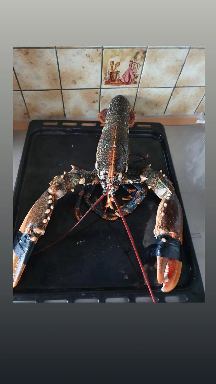 Homard Bleu vivant du Cotentin (500g à 1,1kg)