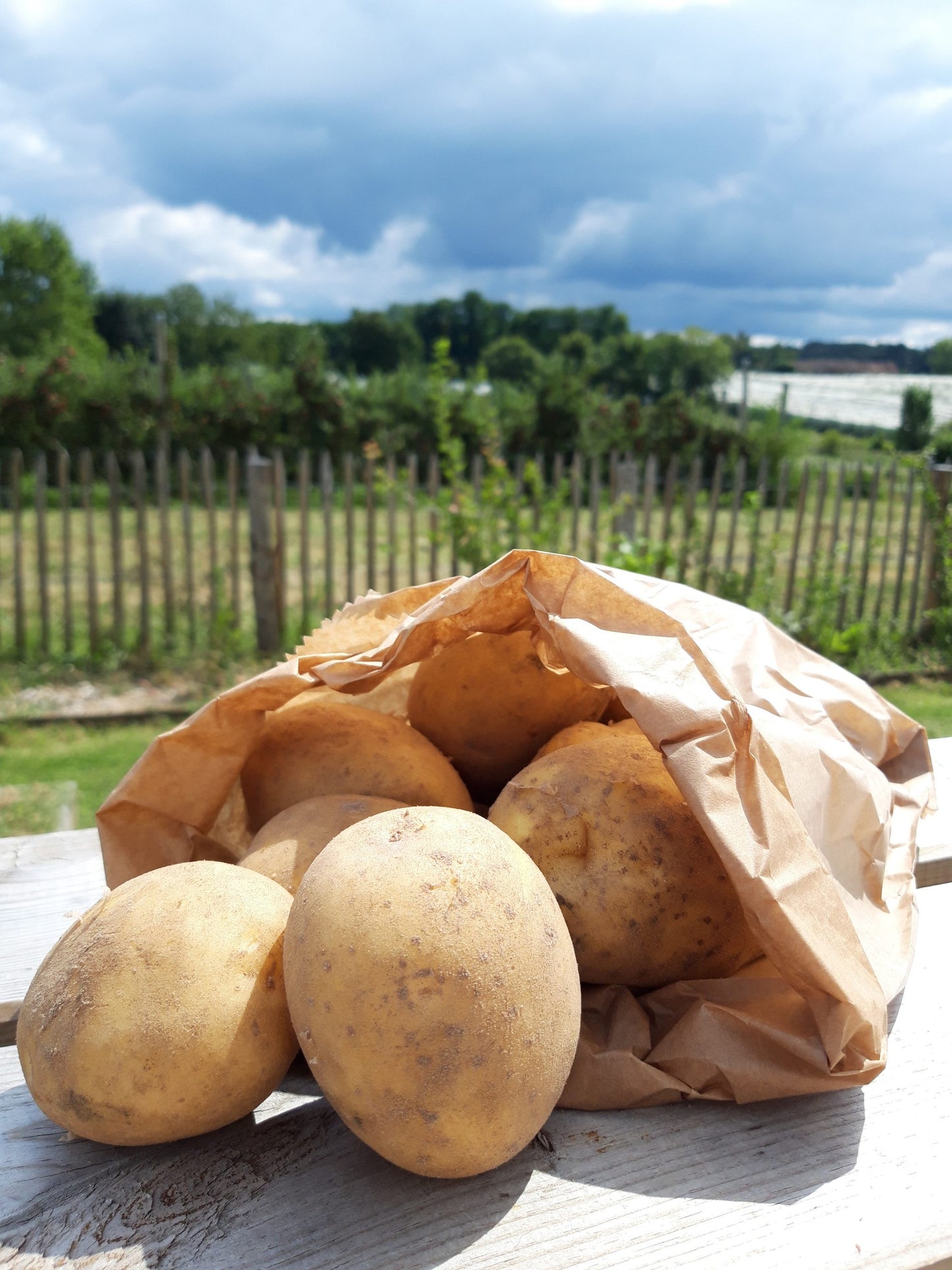 Pomme de terre (1kg)