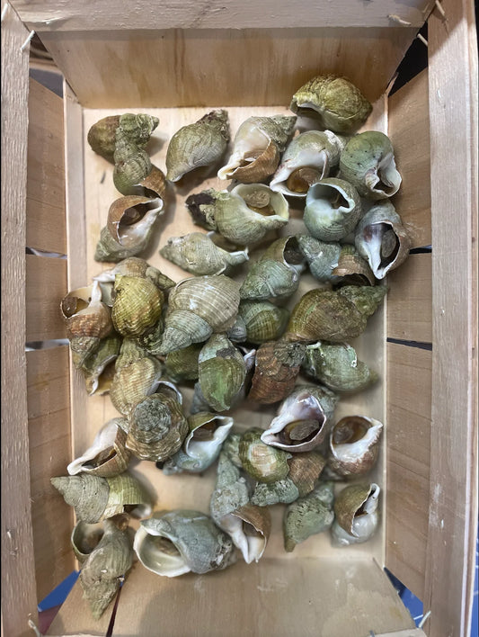 Bulots Cuits de Granville (500g)