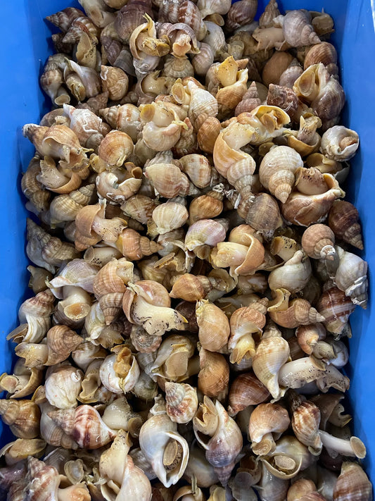 Bulots Vivants de Granville (500g)