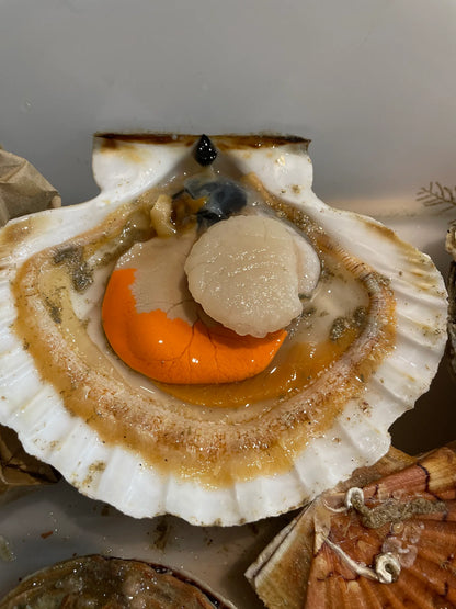 Noix de Coquilles Saint-Jacques (500g)