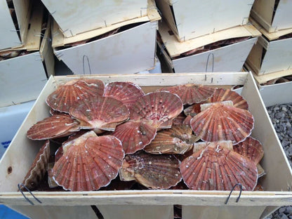 Noix de Coquilles Saint-Jacques (500g)