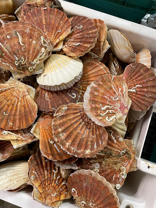Noix de Coquilles Saint-Jacques (500g)