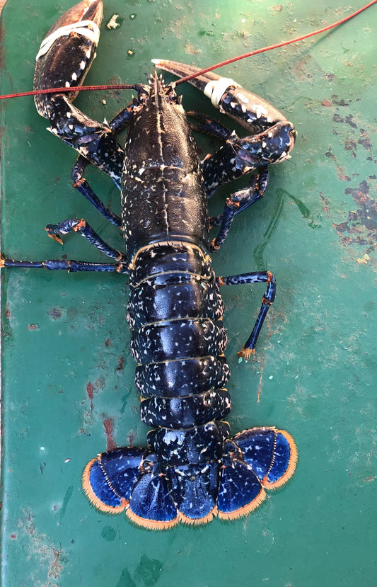 Homard Bleu vivant du Cotentin (500g à 1,1kg)