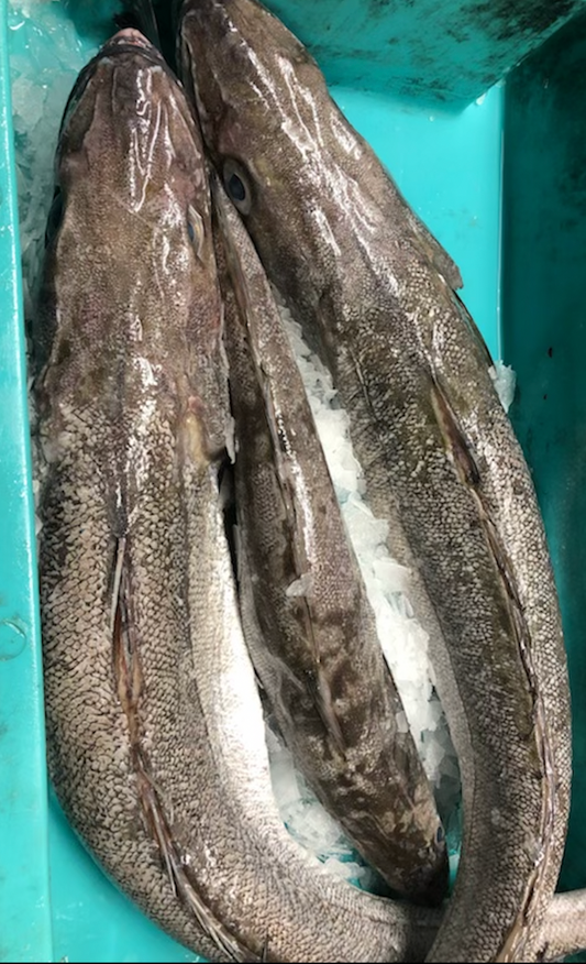 Pavés de Merlu avec peau (par 2 - env 150g/pièce)